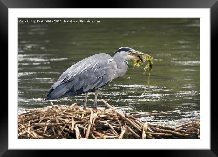 Heron meal of seaweed and fish Framed Mounted Print by Kevin White