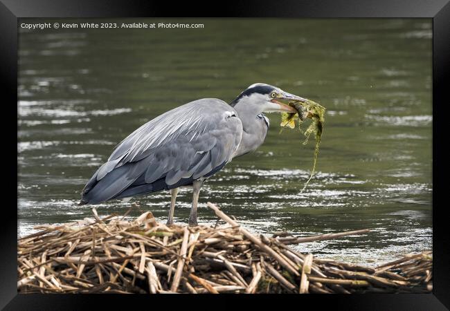 Heron meal of seaweed and fish Framed Print by Kevin White
