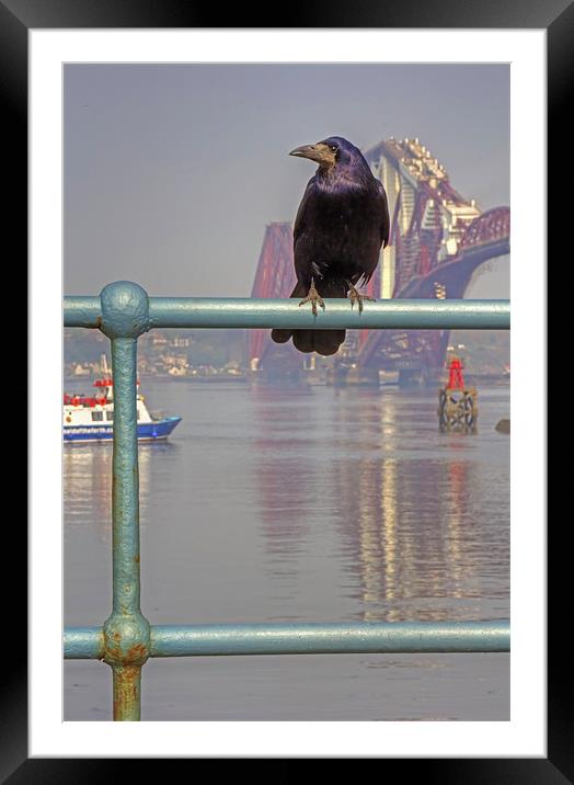 Something to crow about Framed Mounted Print by Tom Gomez
