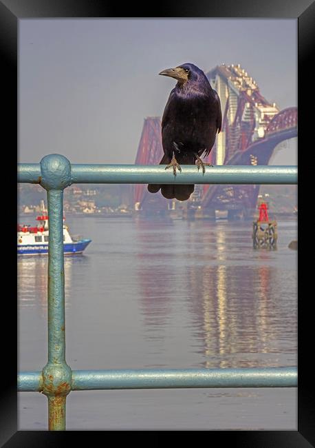 Something to crow about Framed Print by Tom Gomez
