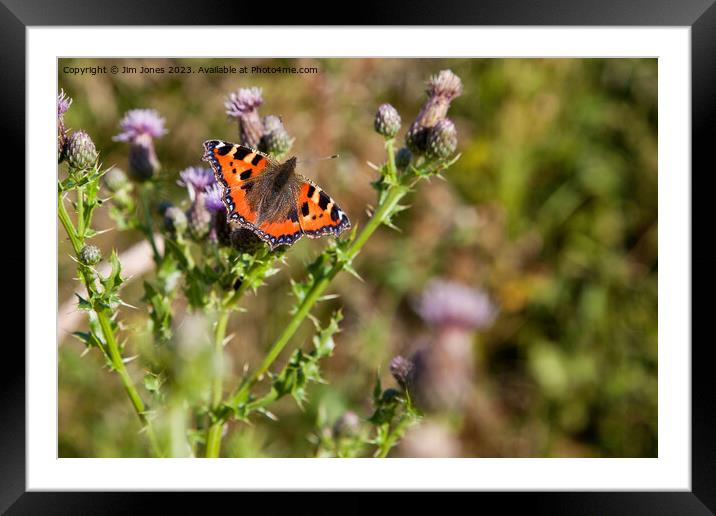 Small Tortoiseshell Butterfly Framed Mounted Print by Jim Jones