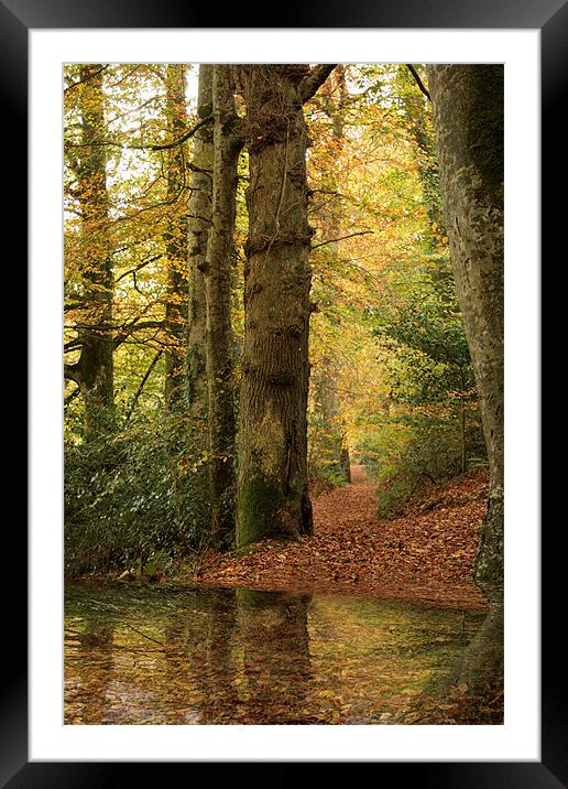 Autumn Path Framed Mounted Print by Liz Ward