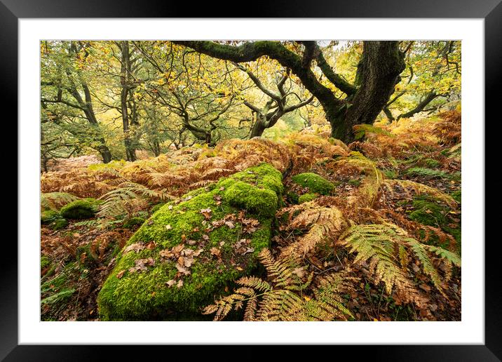 Autumn trees in Bransdale, North Yorkshire Moors Framed Mounted Print by Martin Williams