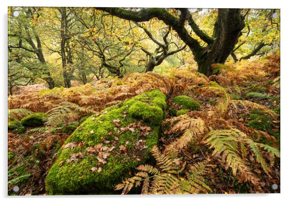 Autumn trees in Bransdale, North Yorkshire Moors Acrylic by Martin Williams