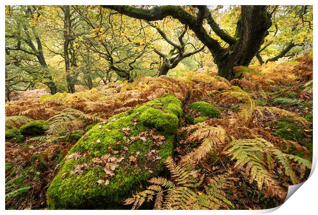 Autumn trees in Bransdale, North Yorkshire Moors Print by Martin Williams