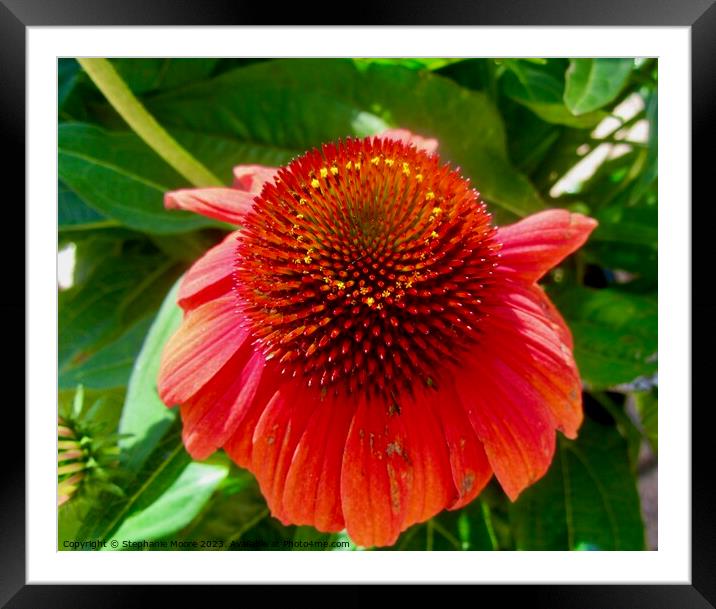 Daisy Framed Mounted Print by Stephanie Moore