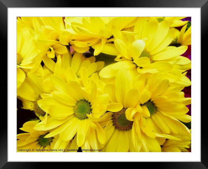Yellow daisies Framed Mounted Print by Stephanie Moore