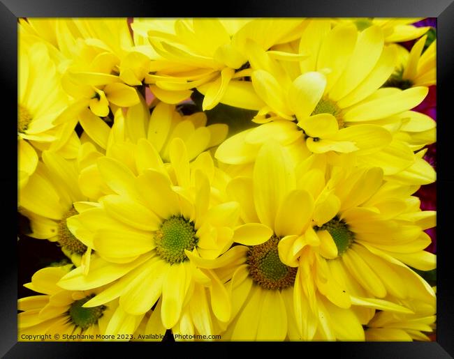 Yellow daisies Framed Print by Stephanie Moore