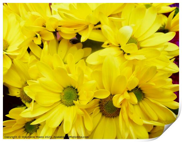 Yellow daisies Print by Stephanie Moore