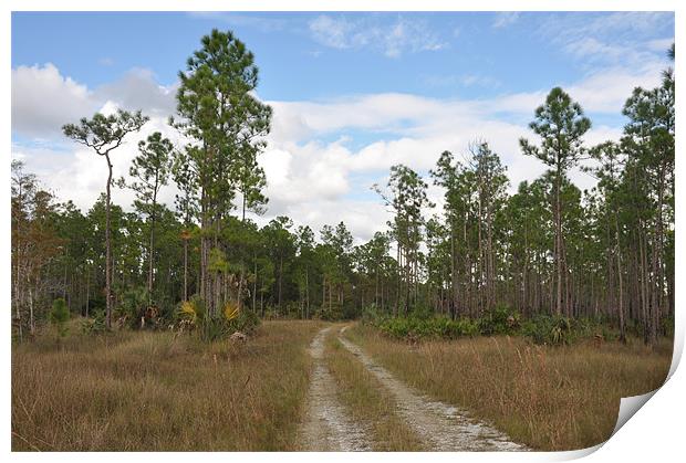 FLORIDA DIRT ROADS Print by harry berry