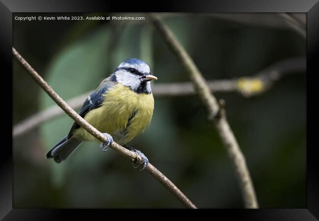 Blue Tit with nut in beak Framed Print by Kevin White