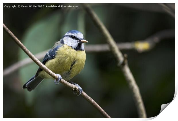 Blue Tit with nut in beak Print by Kevin White