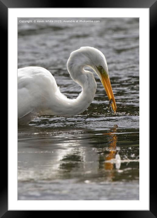 Great white egret catching a fish Framed Mounted Print by Kevin White