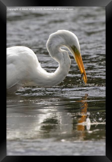 Great white egret catching a fish Framed Print by Kevin White