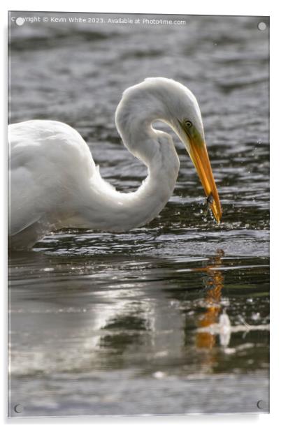Great white egret catching a fish Acrylic by Kevin White