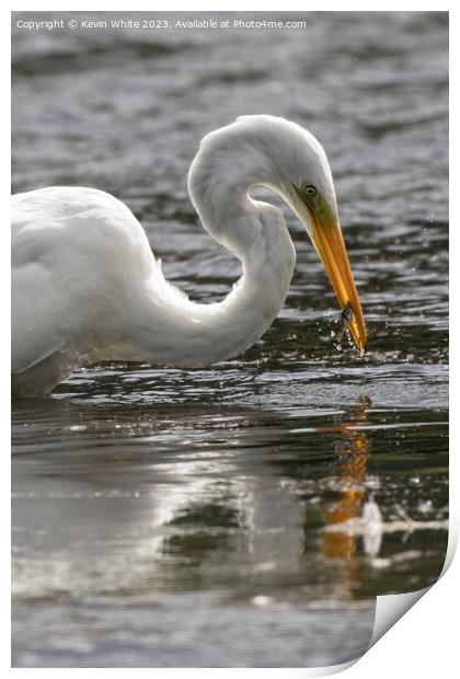 Great white egret catching a fish Print by Kevin White
