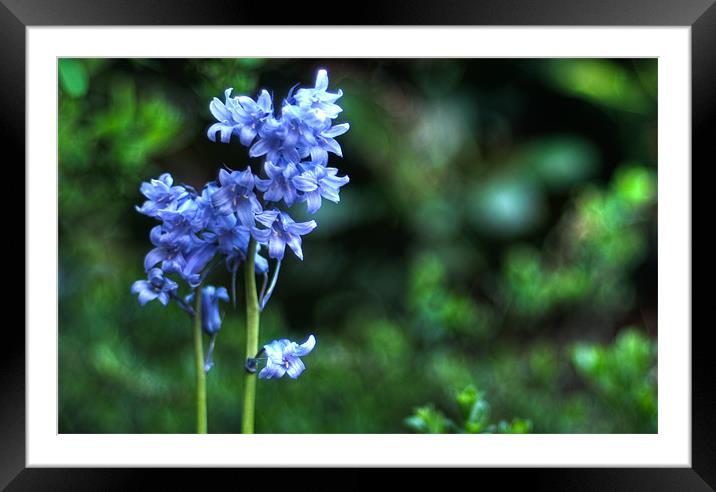 Bluebell HDR Framed Mounted Print by Declan Howard