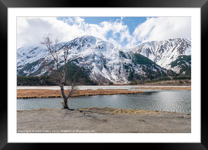 Tree on the edge of Tern Lake at the intersection of the Seward and Sterling highways, Alaska, USA Framed Mounted Print by Dave Collins