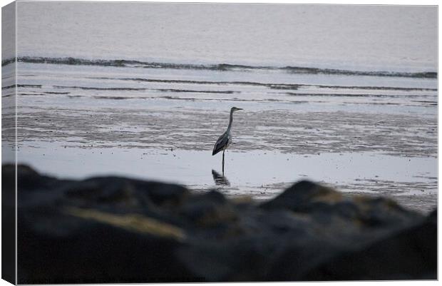 Single Heron stood on the beach  Canvas Print by Helen Reid