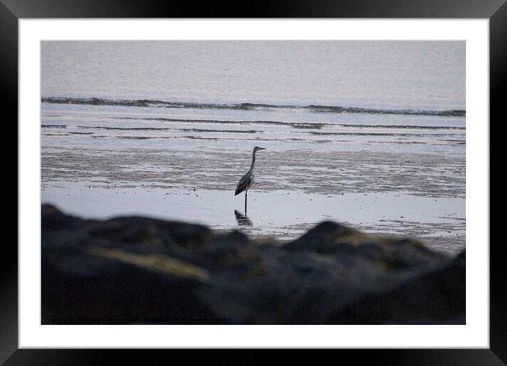 Single Heron stood on the beach  Framed Mounted Print by Helen Reid