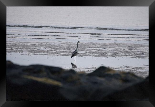 Single Heron stood on the beach  Framed Print by Helen Reid
