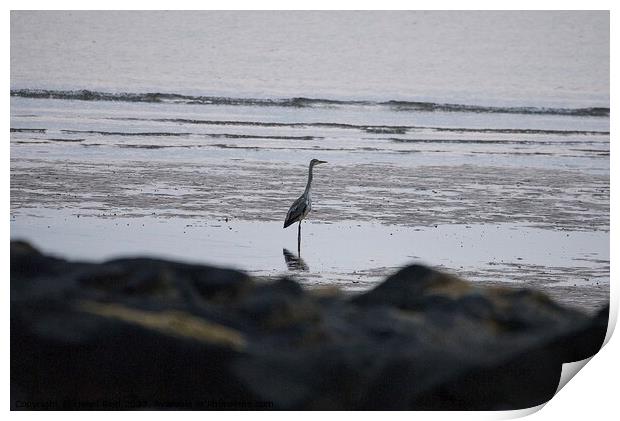 Single Heron stood on the beach  Print by Helen Reid