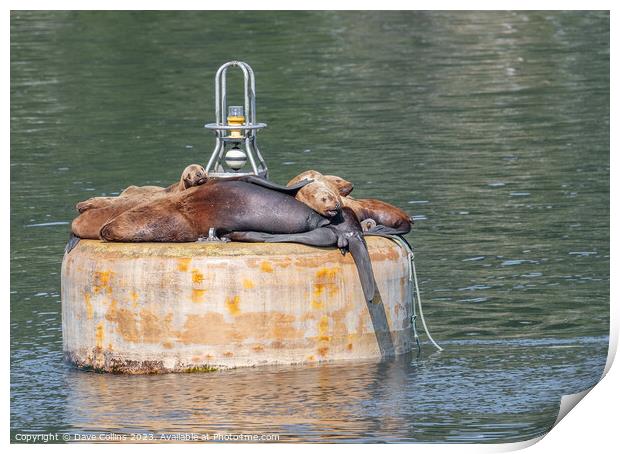 Steller Sea lions resting on a mooring buoy in Price William Sound, Alaska, USA Print by Dave Collins