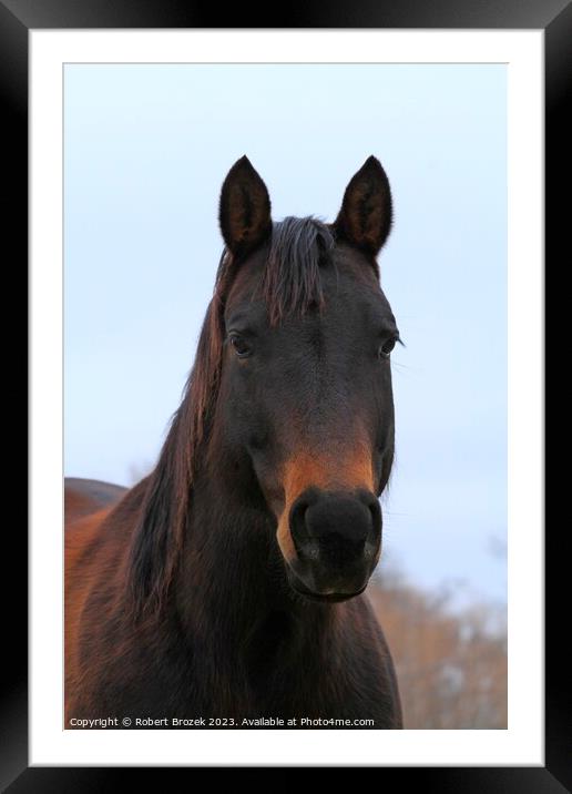 Portrait of Horse with blue sky Framed Mounted Print by Robert Brozek