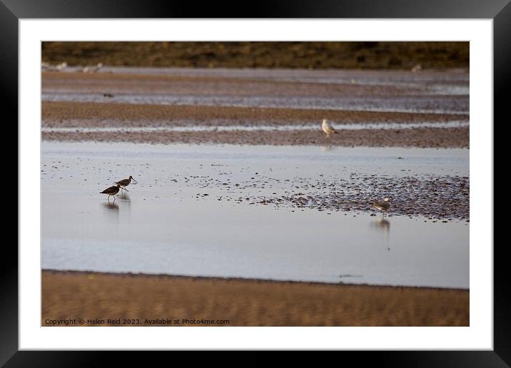 Wader birds on a beach  Framed Mounted Print by Helen Reid