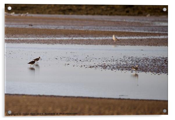 Wader birds on a beach  Acrylic by Helen Reid