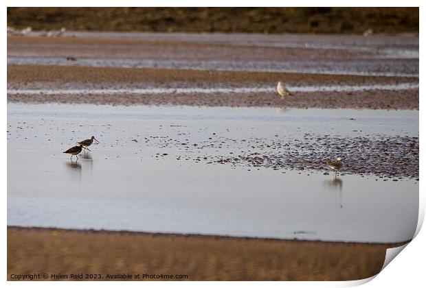 Wader birds on a beach  Print by Helen Reid