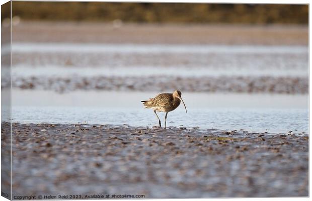 Curlew wader bird on the wet sand  Canvas Print by Helen Reid