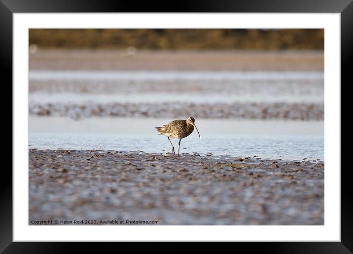 Curlew wader bird on the wet sand  Framed Mounted Print by Helen Reid
