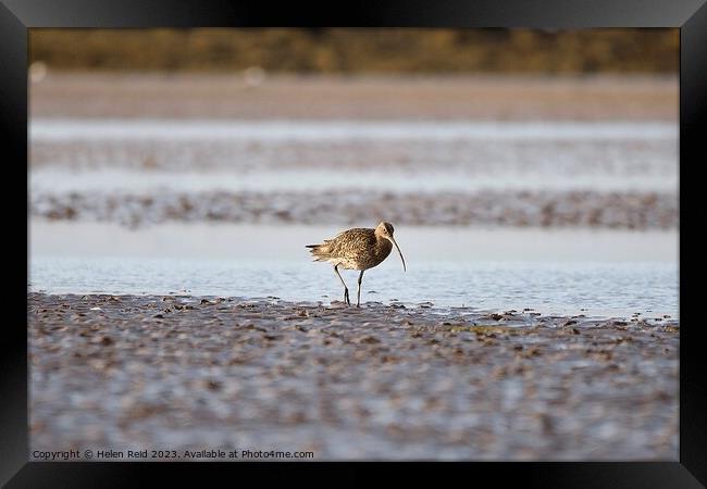 Curlew wader bird on the wet sand  Framed Print by Helen Reid