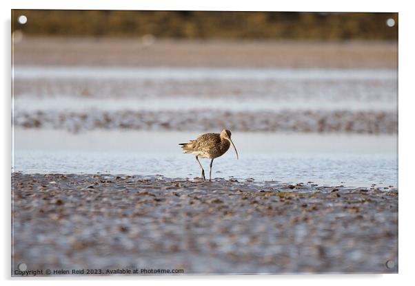 Curlew wader bird on the wet sand  Acrylic by Helen Reid