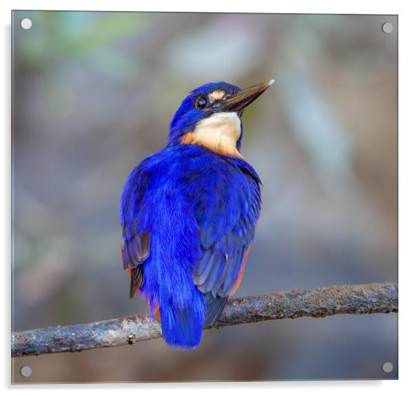Azure Kingfisher Daintree Asutralia Acrylic by John Frid