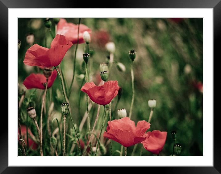 the wild bunch Framed Mounted Print by Jo Beerens