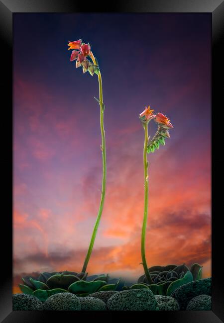 Mexican Desert Dawn Framed Print by Bill Allsopp
