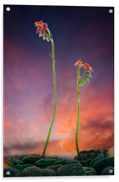 Mexican Desert Dawn Acrylic by Bill Allsopp