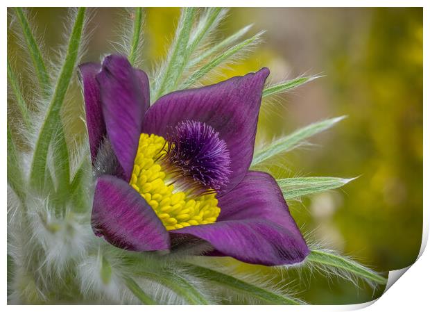 Pasque flower close up. Print by Bill Allsopp