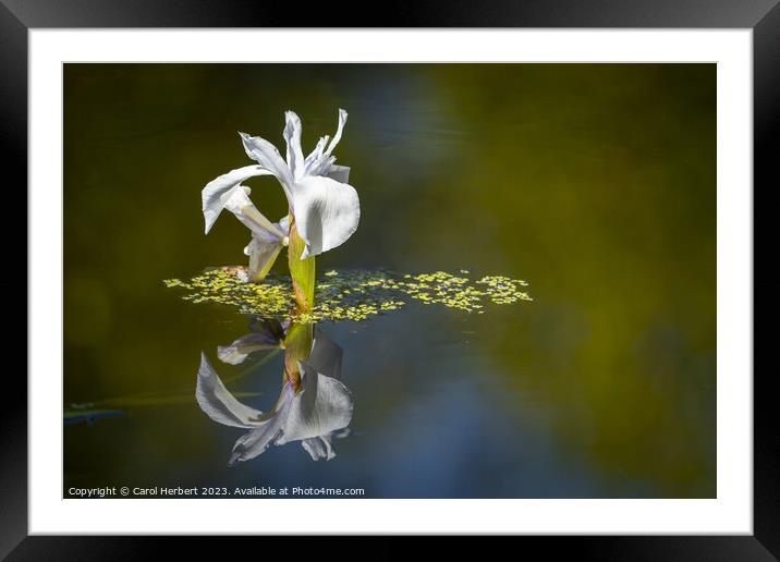 White Water Iris Framed Mounted Print by Carol Herbert