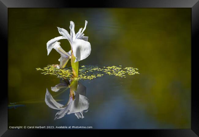 White Water Iris Framed Print by Carol Herbert