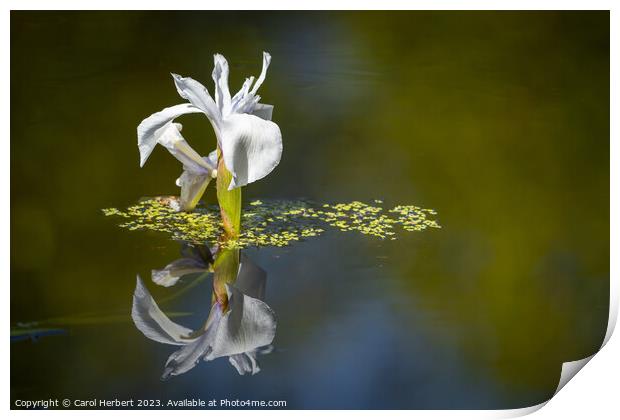 White Water Iris Print by Carol Herbert