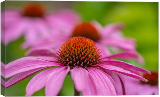 Pink cone flowers. Canvas Print by Bill Allsopp