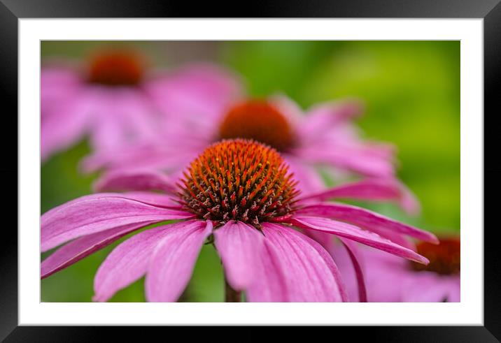 Pink cone flowers. Framed Mounted Print by Bill Allsopp