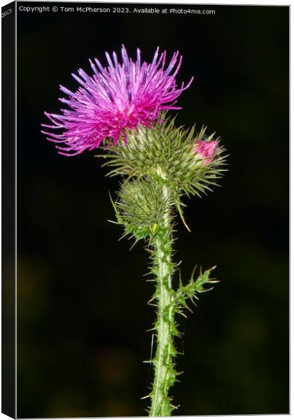 Enigmatic Origins of the Scottish Thistle Canvas Print by Tom McPherson
