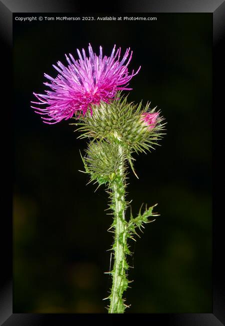 Enigmatic Origins of the Scottish Thistle Framed Print by Tom McPherson