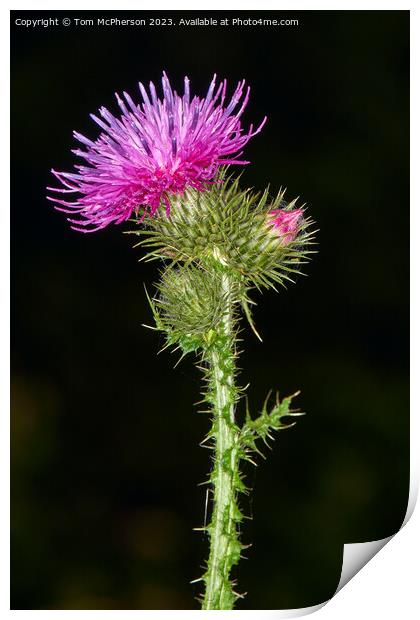 Enigmatic Origins of the Scottish Thistle Print by Tom McPherson
