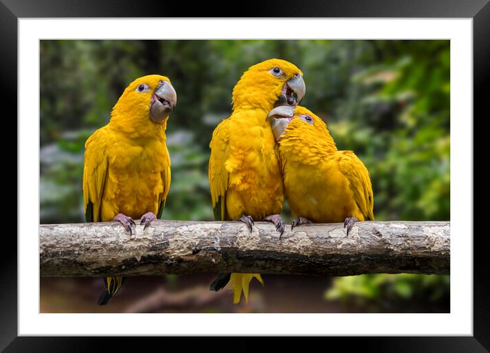 Golden Parakeets Framed Mounted Print by Arterra 