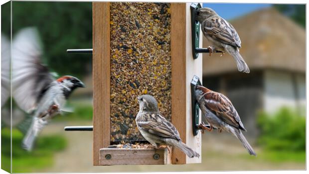 House Sparrows at Bird Feeder Canvas Print by Arterra 